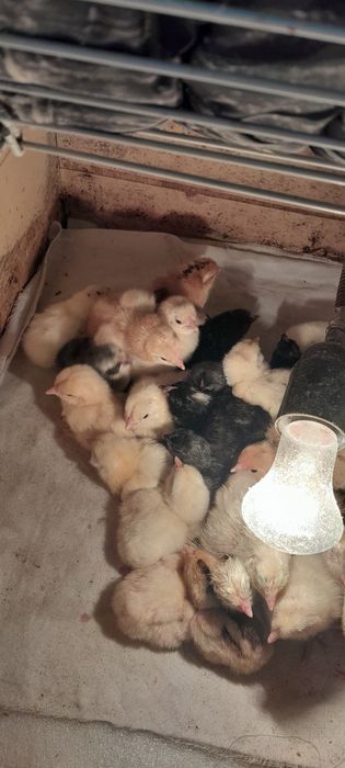 Цыплята суточные .