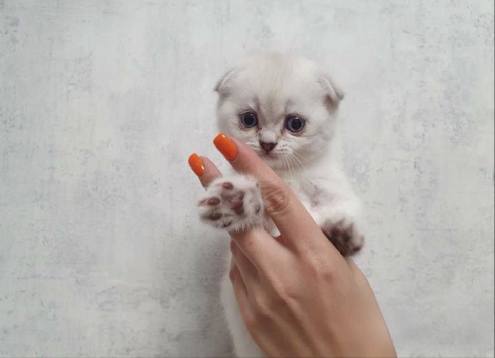 Oq mushukchalar sotiladi