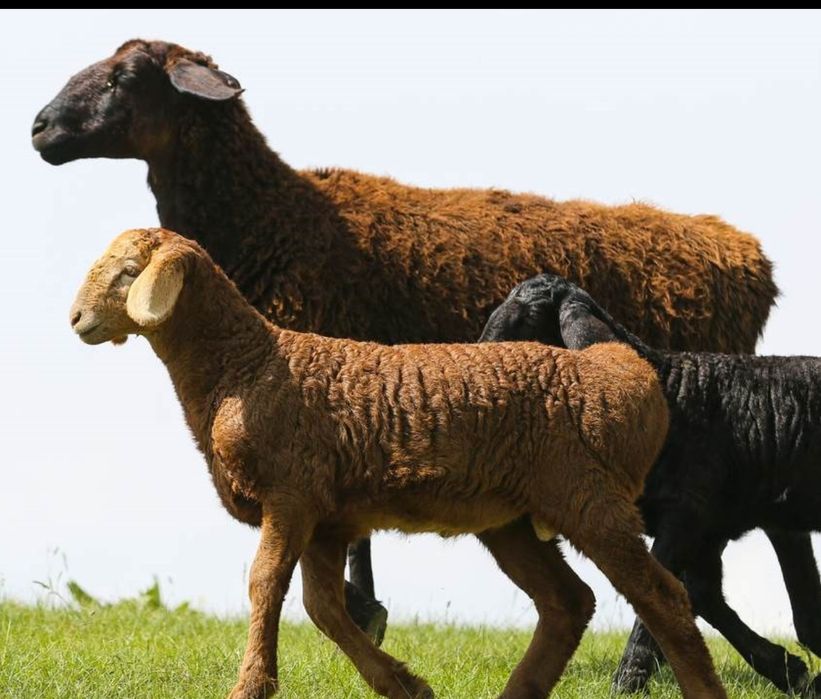 Ehtirosli opish bilan jinsiy aloqa video