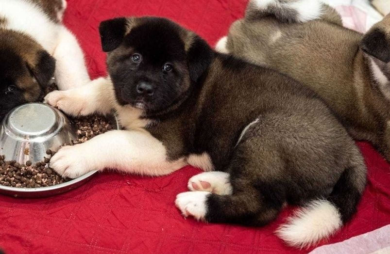 Mascul Akita American