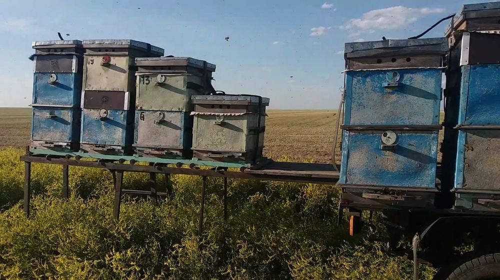 Пчеловодческий прицеп с документами