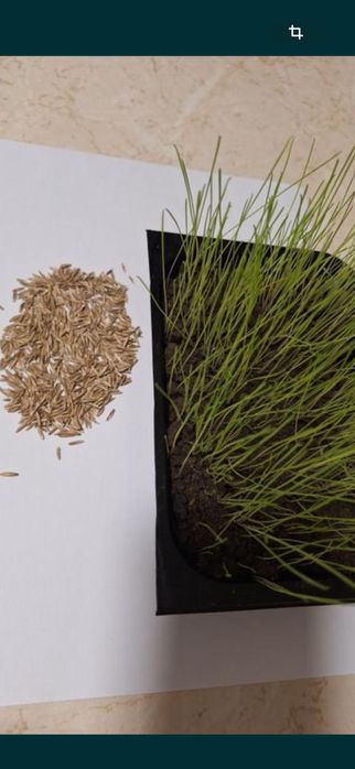 Samanta lucerna/Sămânță lucernă