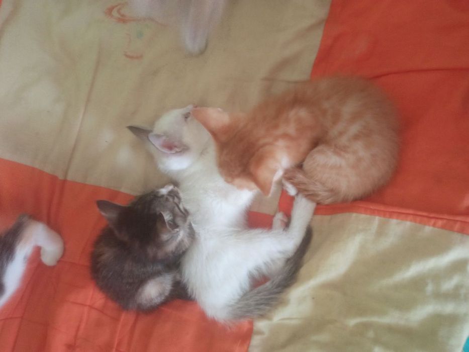 Mushuk bolalari 3 oylik ovqat korim yeydi