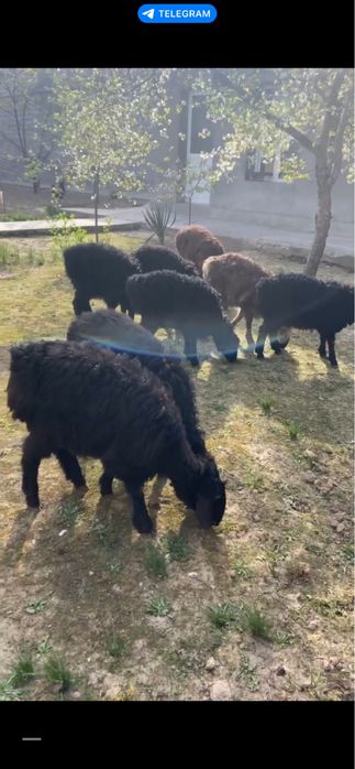 Qo’y qo’chqorla sotiladi