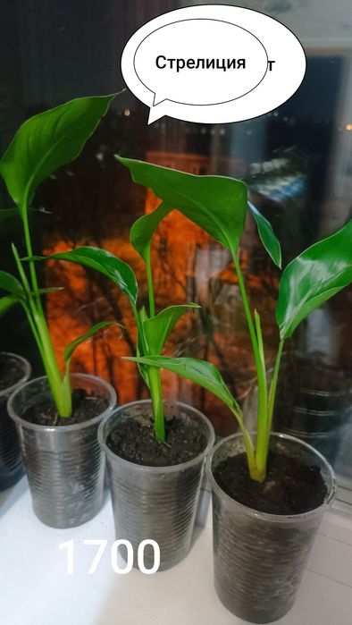 Продам комнатные цветы