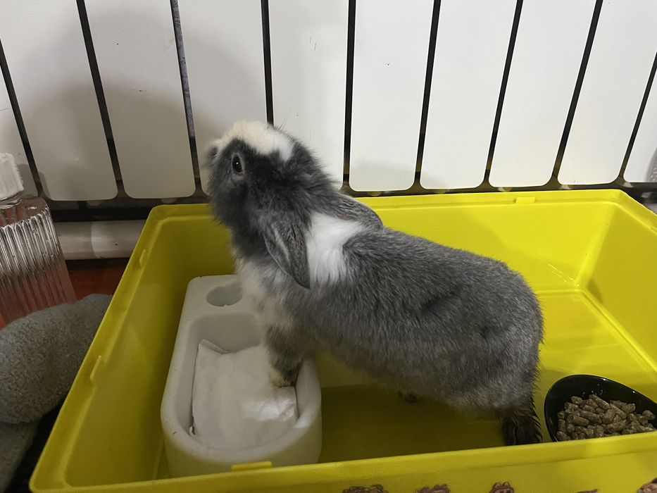 Декоративный. Кролик ручной домашний