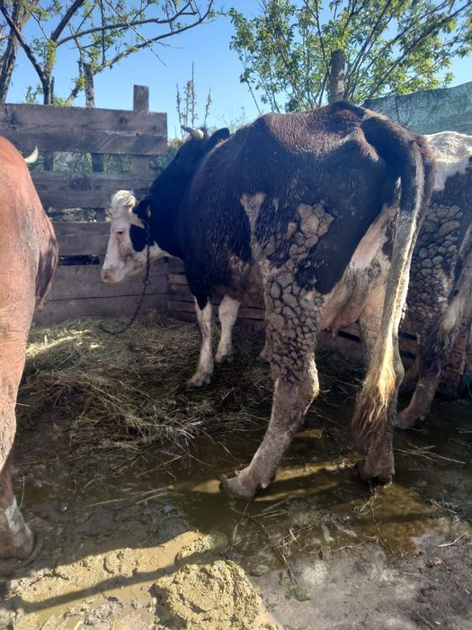 VACI DE Lapte Rasa buna