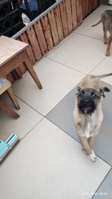 Ищу доброго, ответственного хозяина