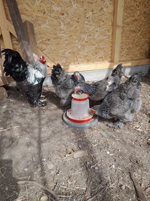 Brahma Gold Laced BSO Potârnichiu Porțelan HD HDA HÎ Columbia Cochinc