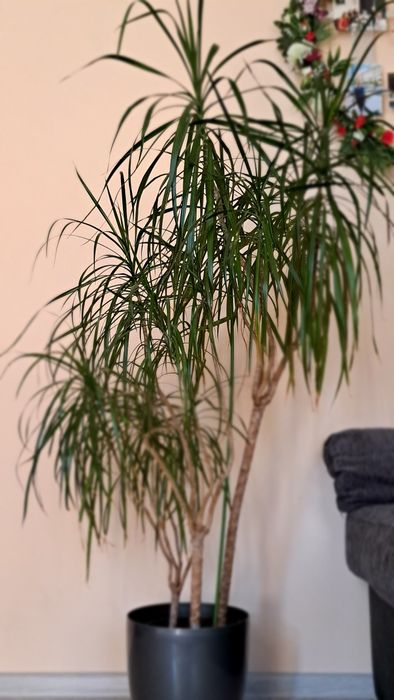 Драцена Маргината