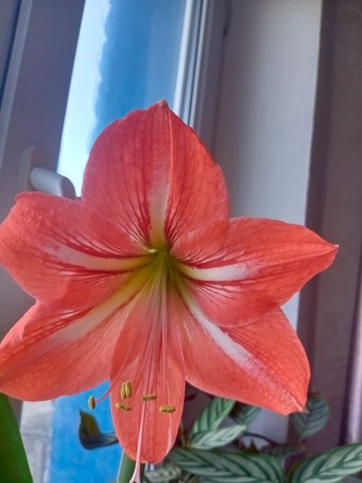 Цветок комнатный