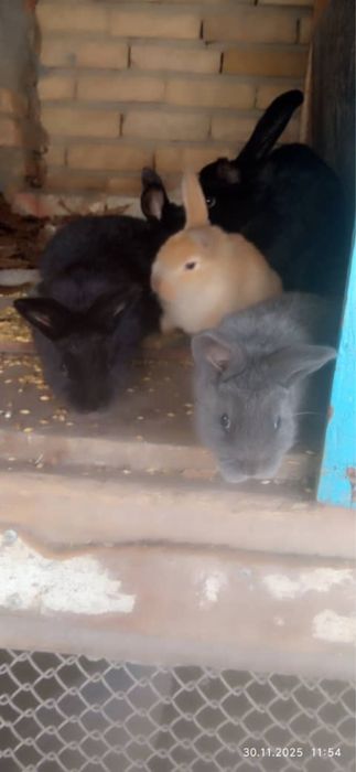 Куйончалар сотилади 50 минг сумдан бошланади