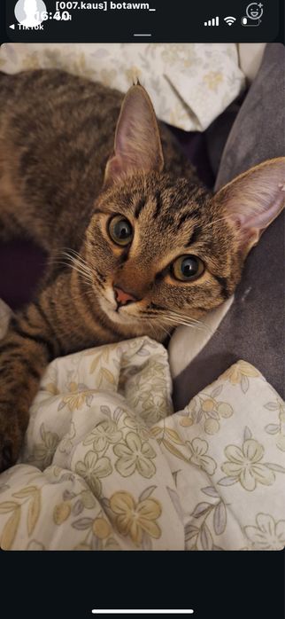 Кошка,чистоплотная,ласковая и любопытная