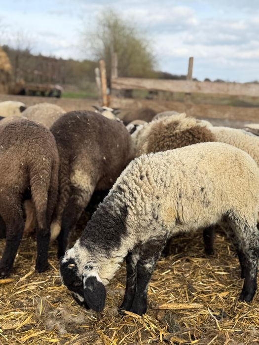 Miei de vanzare pentru masa de Paste