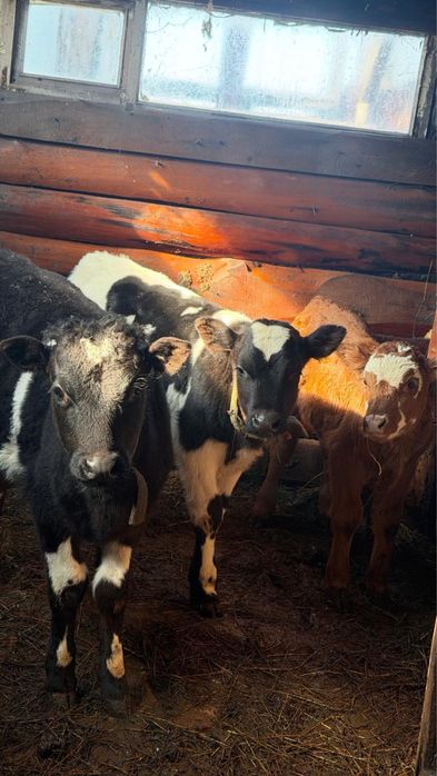 Продам телят ,бычки