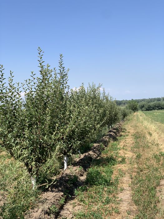 Сад яблоки  1.5Га