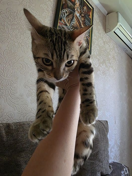 Бенгальский котенок