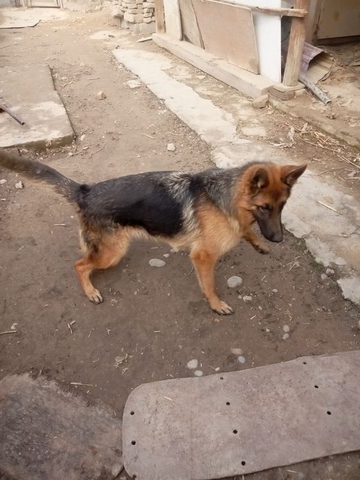 Продаётся Овчарка немецкой породы