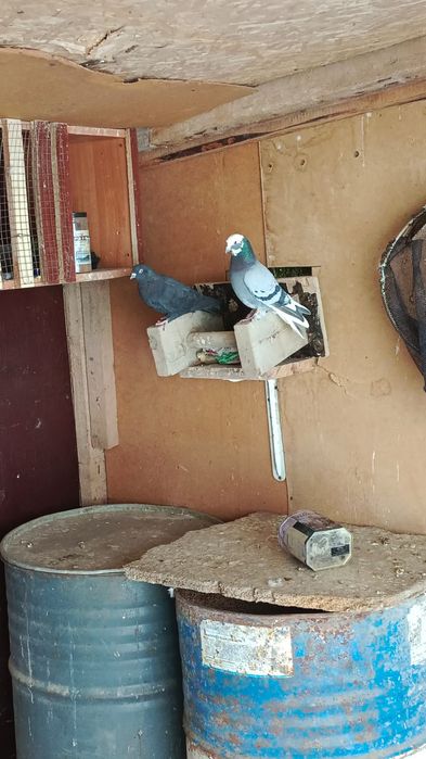 Китайски көгершіндер сатылады пара