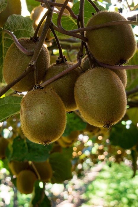 Pomi Fructiferi Exotici (Kiwi )