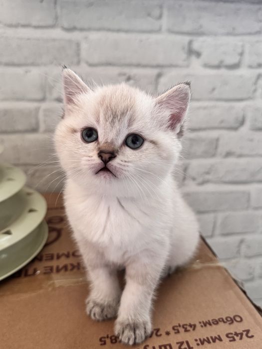 Продается кошкаа