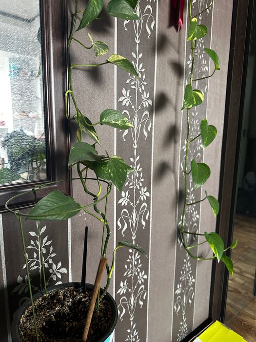 Цветы очищающие воздух живые