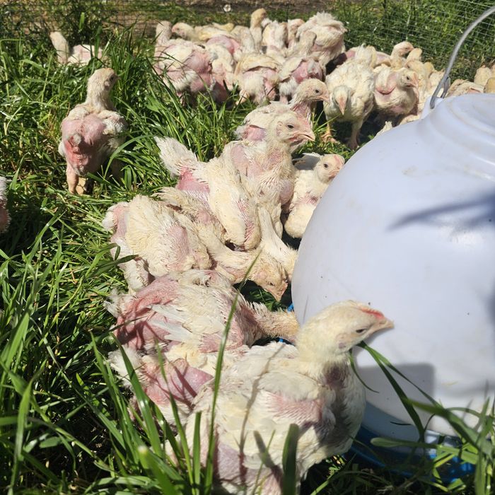 Продавам пилета бройлери