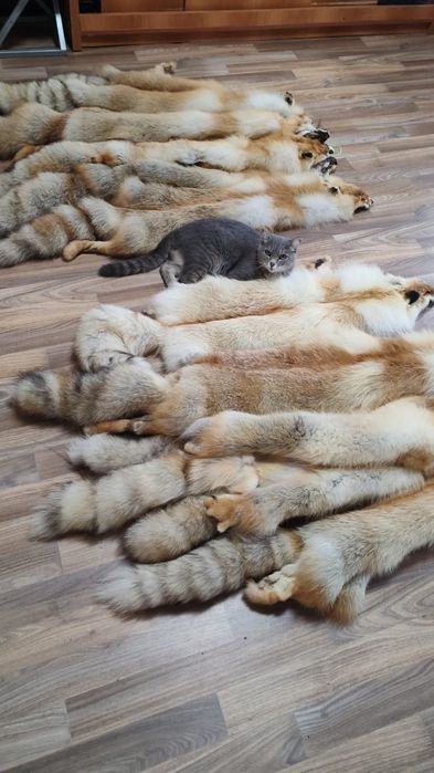 Мех натуральный. Лиса