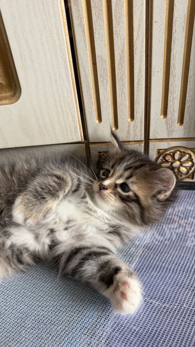 Маленький котенок