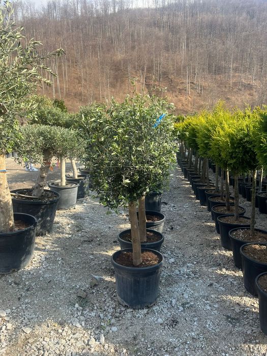 Plante ornamentale tuia leylandii smarald măslini