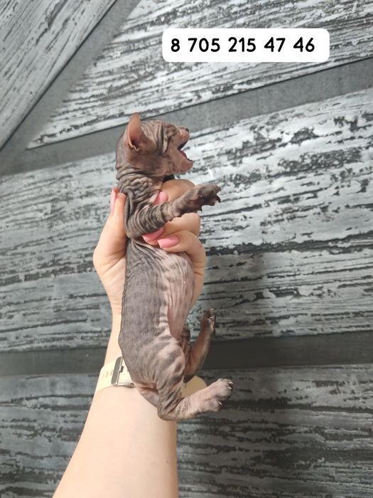 Котята сфинксы к брони