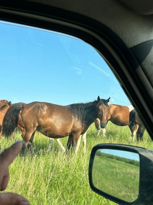 Продам лошадей шесть голов срочно