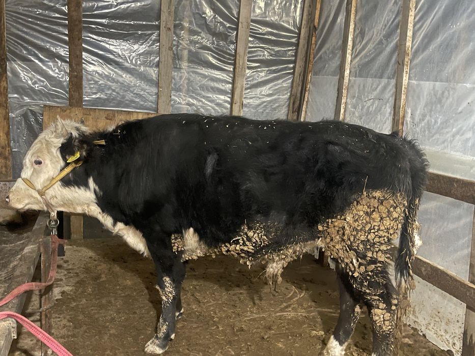 Өгіз бұқа еркек бұзау