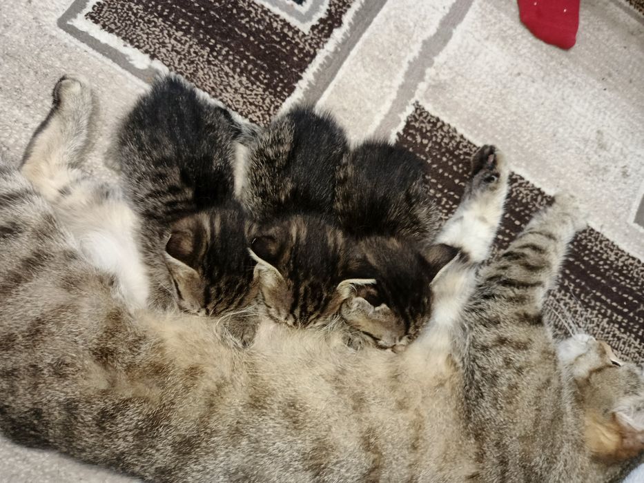 Котята бесплатно