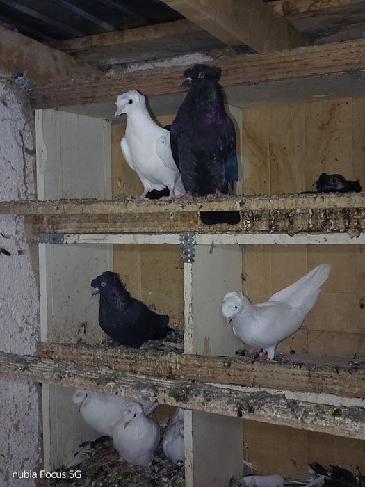 Голуби бакинцы двух чубые