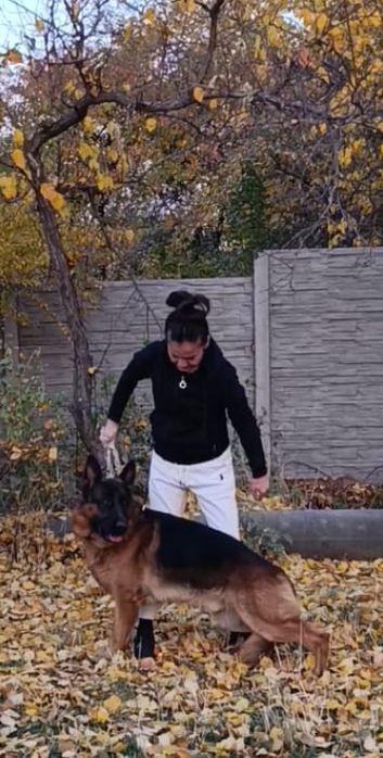 Щенки немецкой овчарки