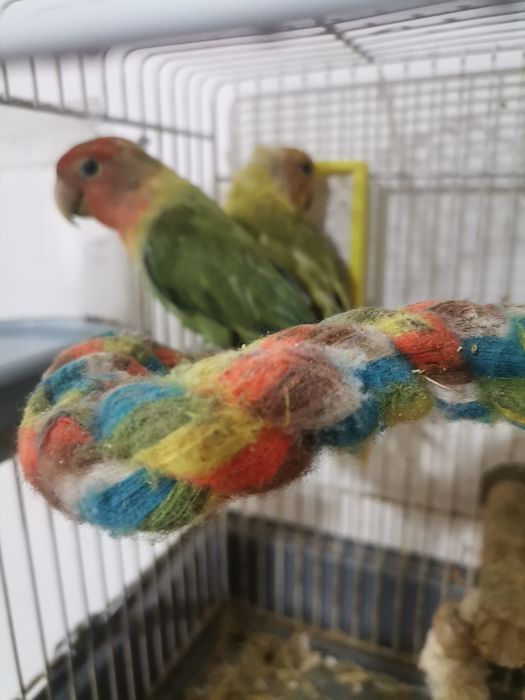 Papagali Agaponis fisher