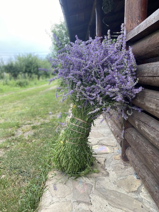 Plante si butasi Lavanda.