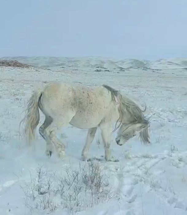 Семіз айғыр жеребец