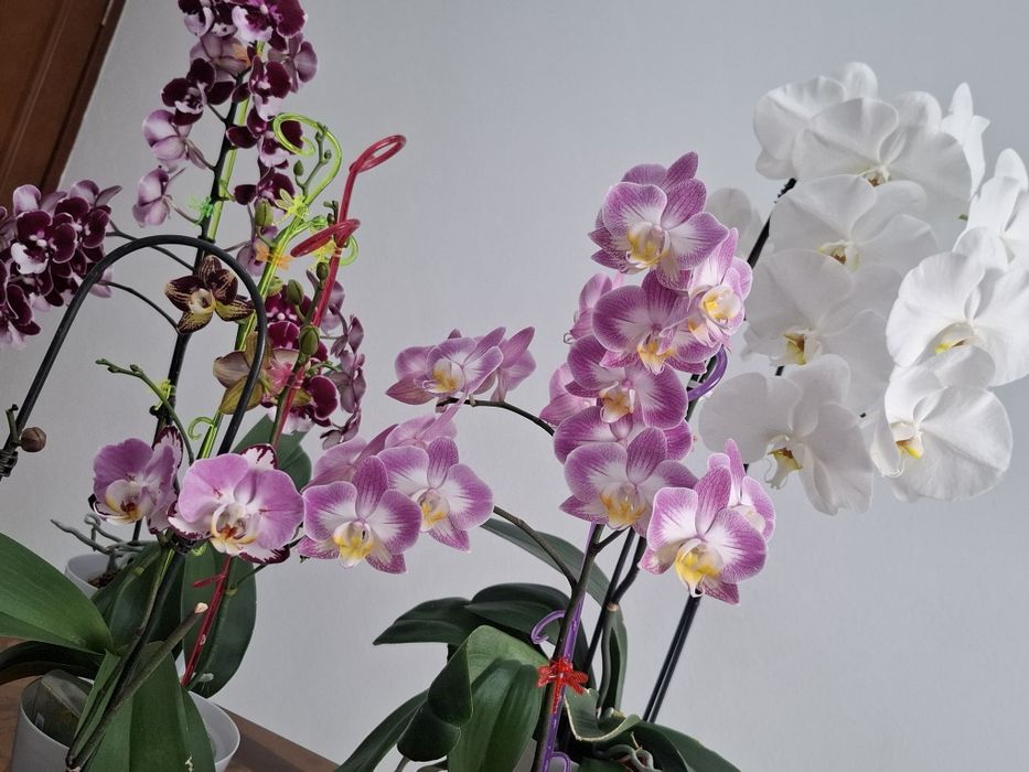 Продётся орхидеи