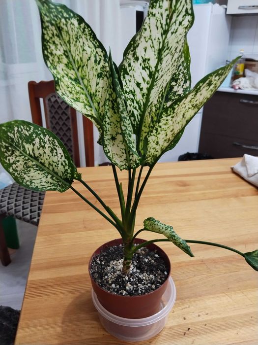 Комнатные цветы, красивые