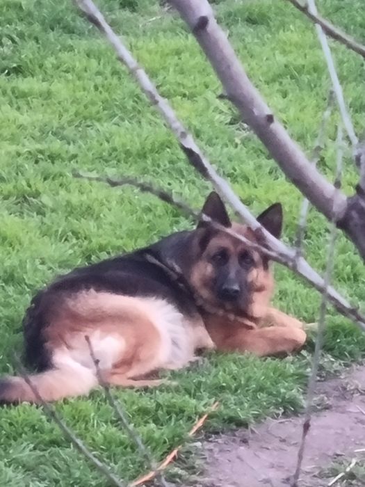 Немска овчарка женска