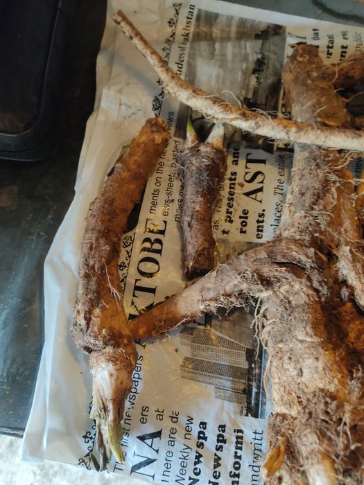 Хрен дикий, разного возраста