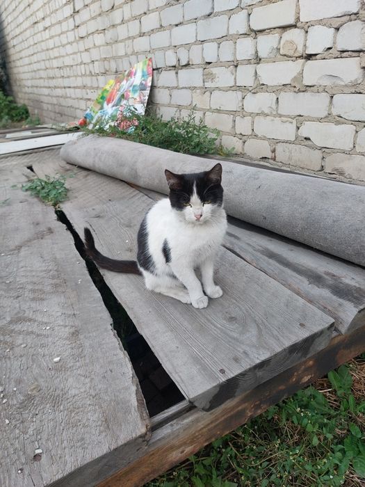 Отдам даром котят
