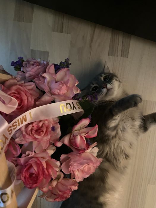 бессплатно отдам кота, пишите в тг ar1dens