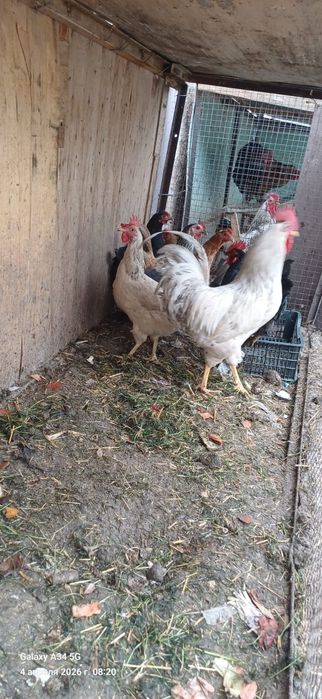 Простой тауықтар сатылады