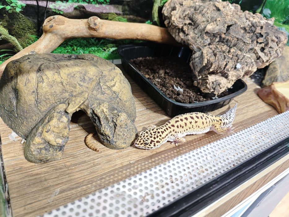 Леопардов гекон момче