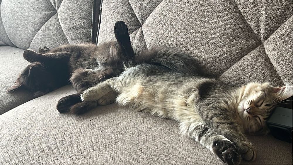 Бесплатно раздаю котят