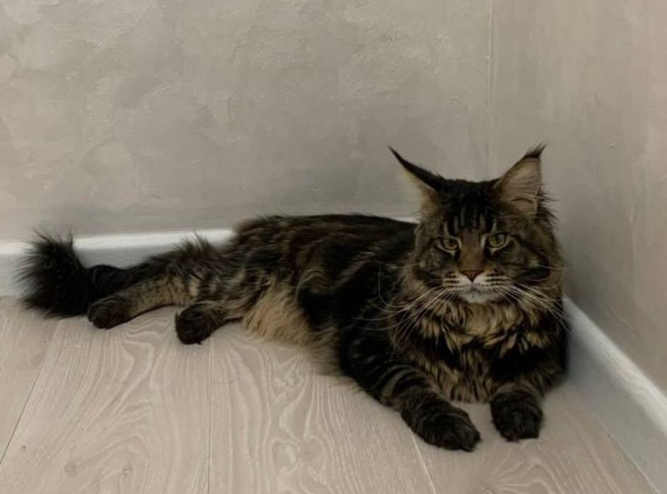 Чистокровные котята Мейн-кун