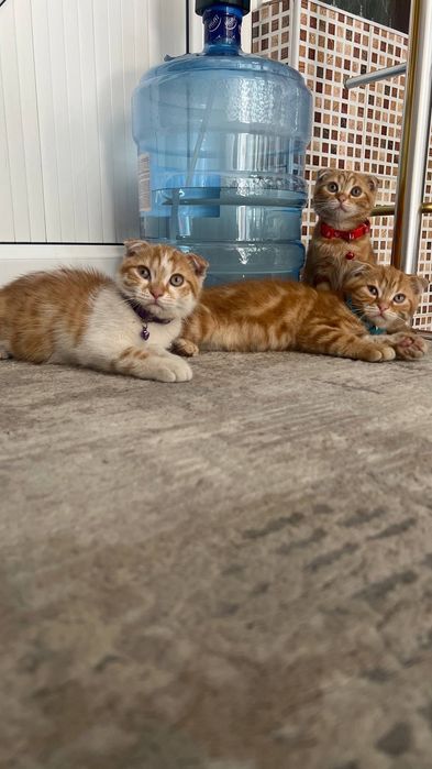 Продаю домашних котят